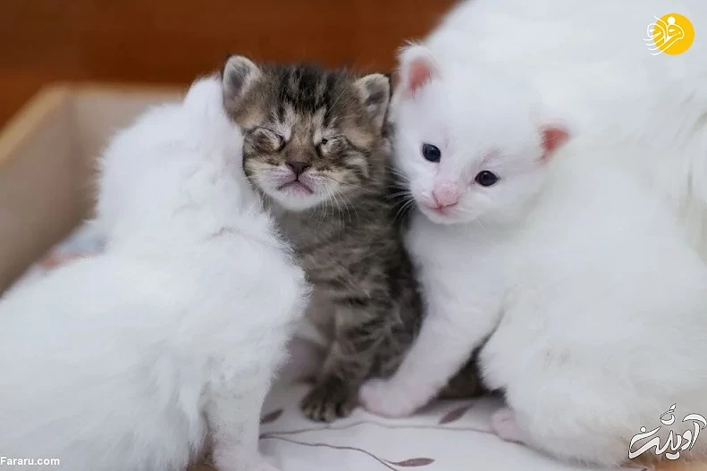 (تصاویر) ویژگیهای منحصربه فرد گربه وان